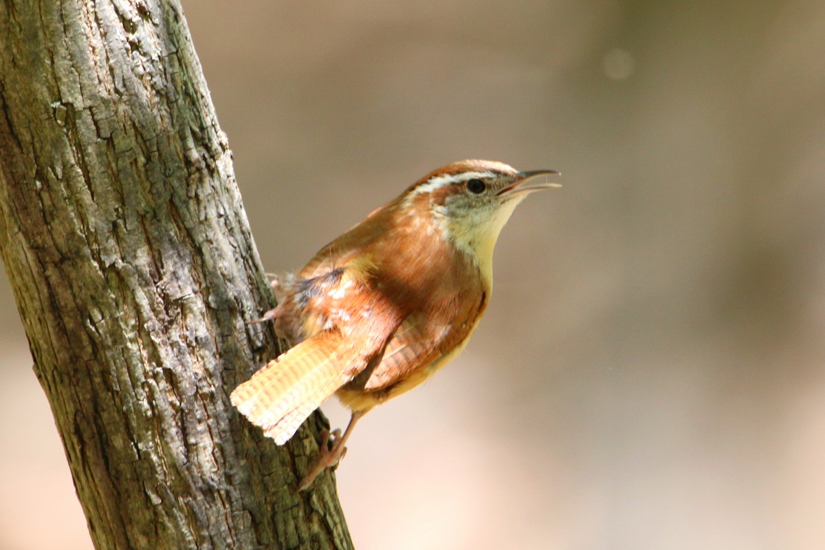 Carolina Wren - ML568084821