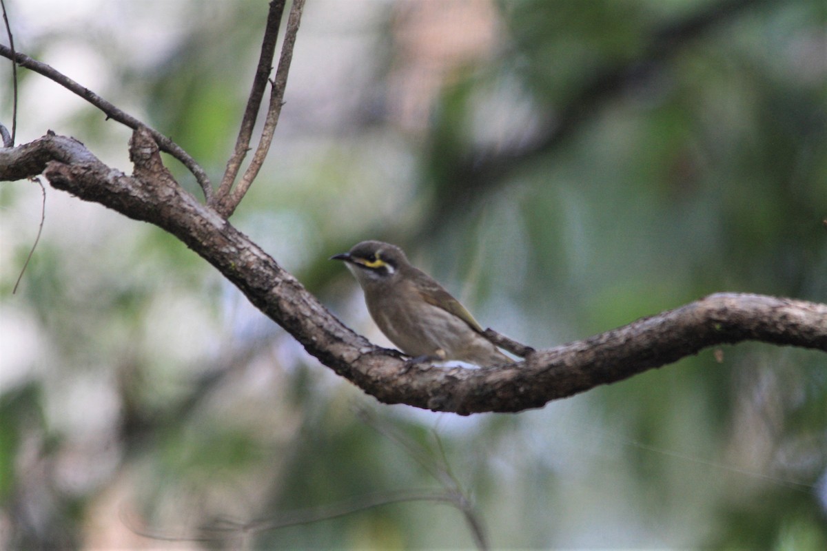 Yellow-faced Honeyeater - ML568084861