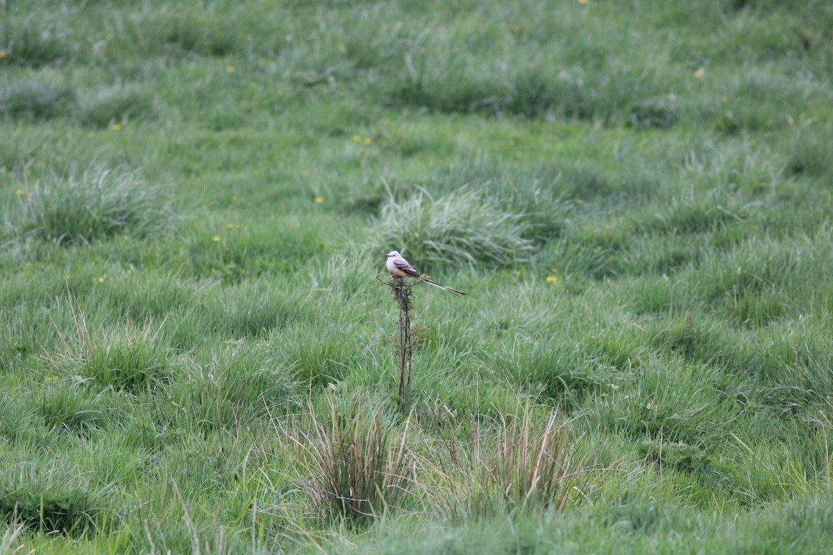 Scissor-tailed Flycatcher - ML568084931