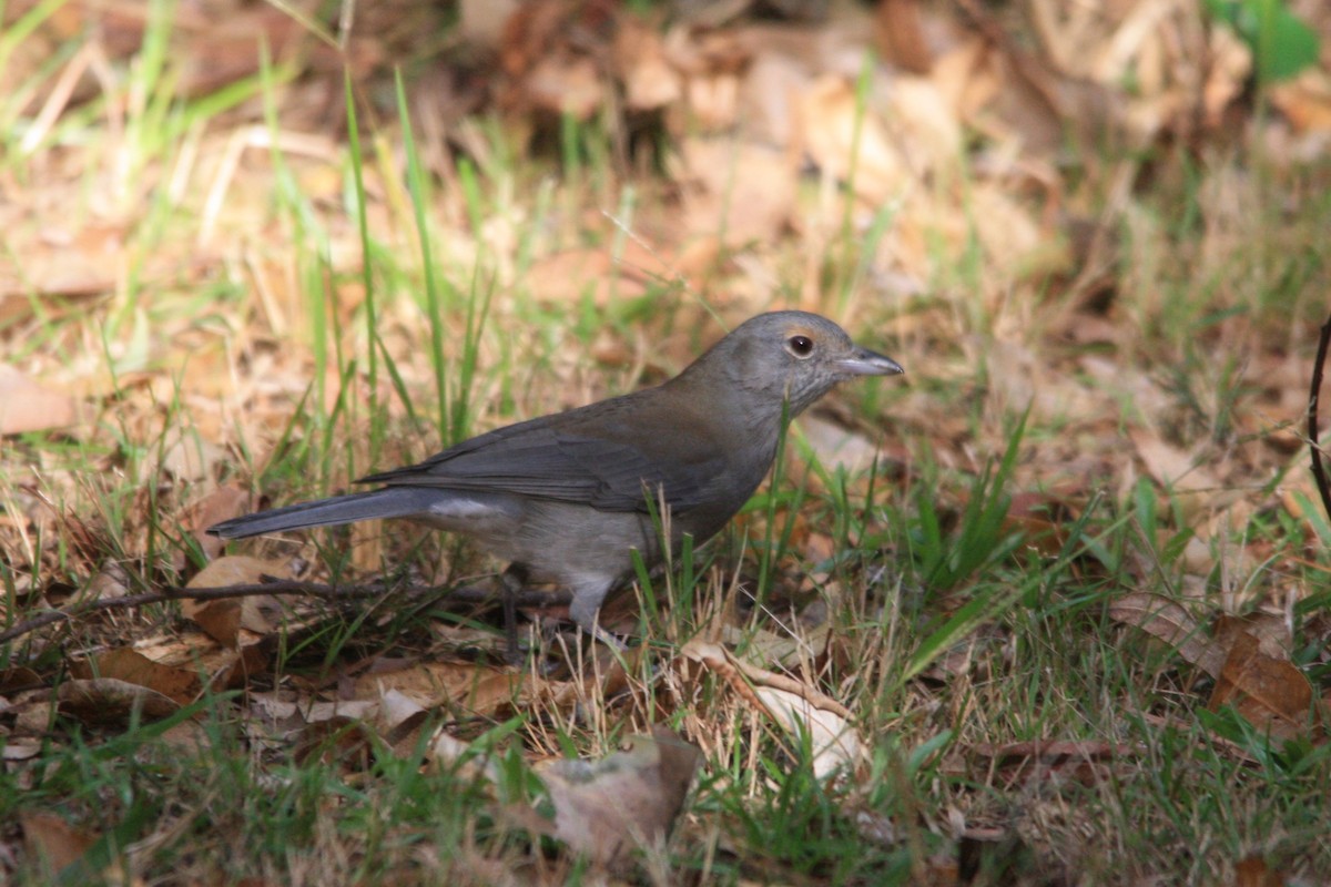 Gray Shrikethrush - ML568085481