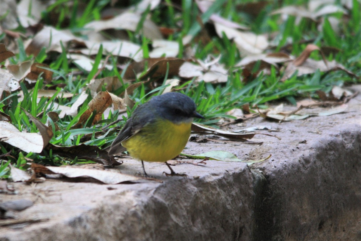 Eastern Yellow Robin - ML568086681
