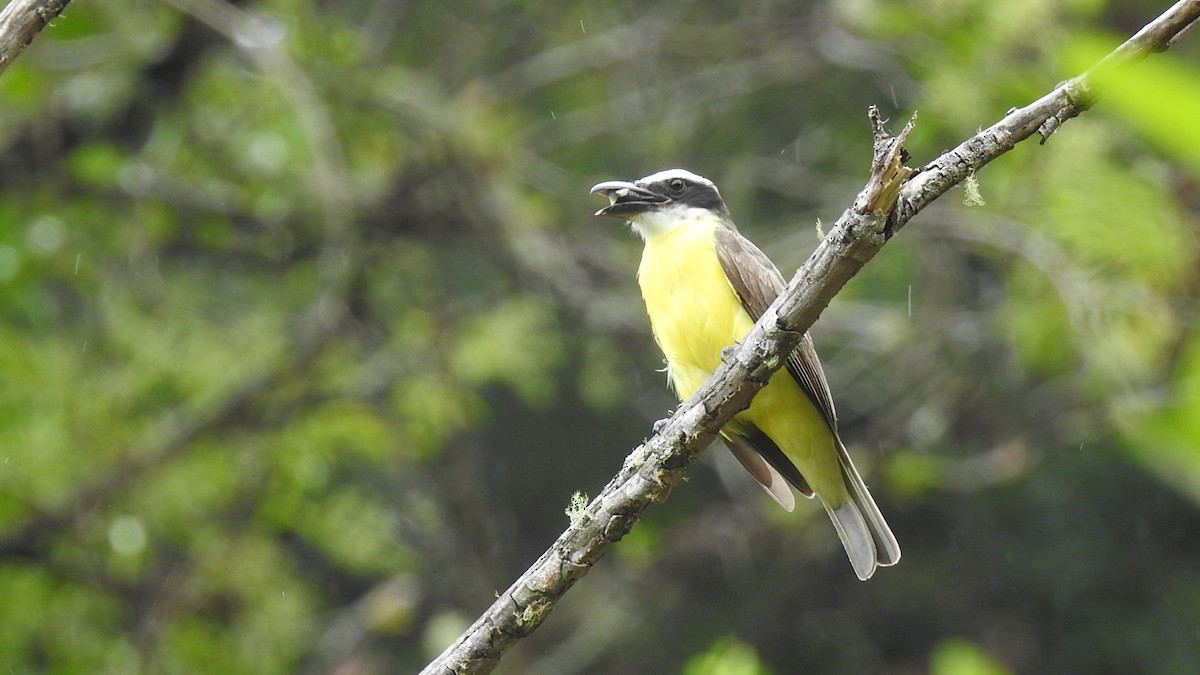 Boat-billed Flycatcher - Yasmin Cerrud Henríquez