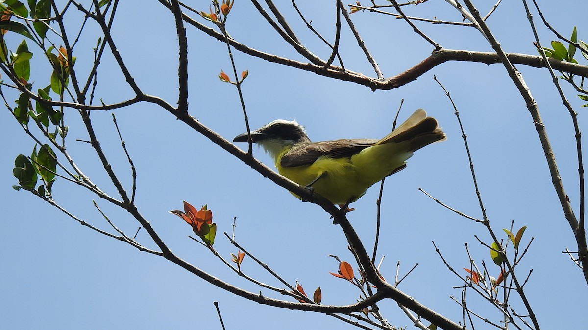 Boat-billed Flycatcher - ML568087171