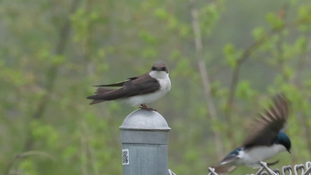 Golondrina Bicolor - ML568087241