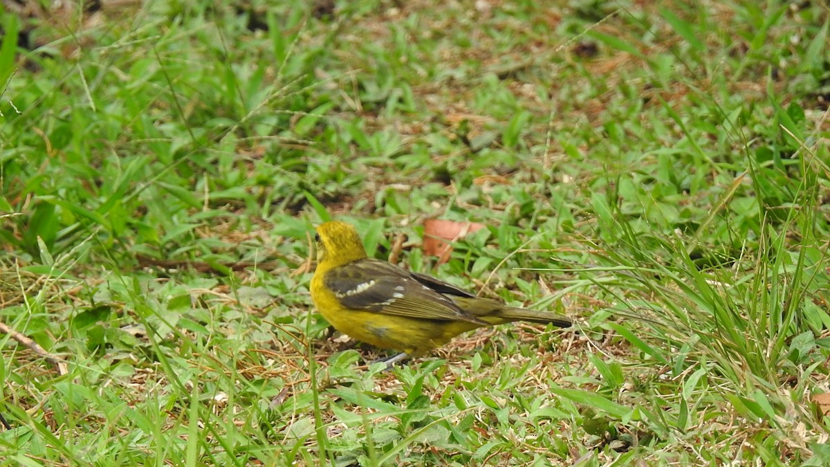 Flame-colored Tanager - ML568087361