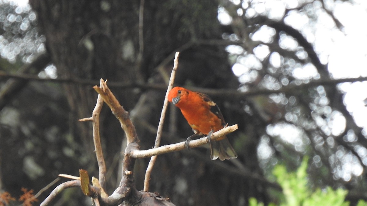 Flame-colored Tanager - ML568087371