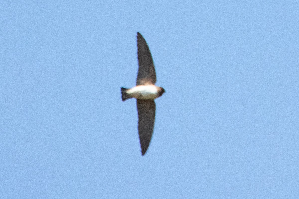 Cave Swallow - ML568087411