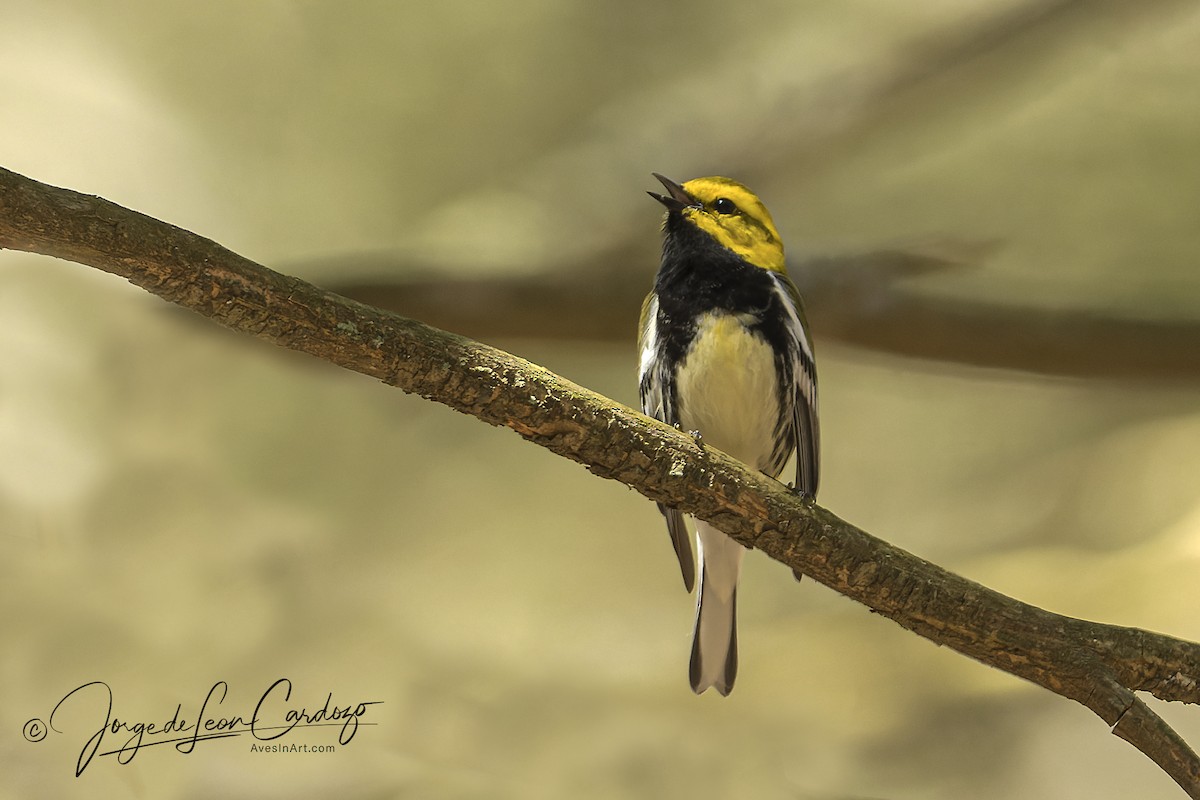 Black-throated Green Warbler - ML568087761