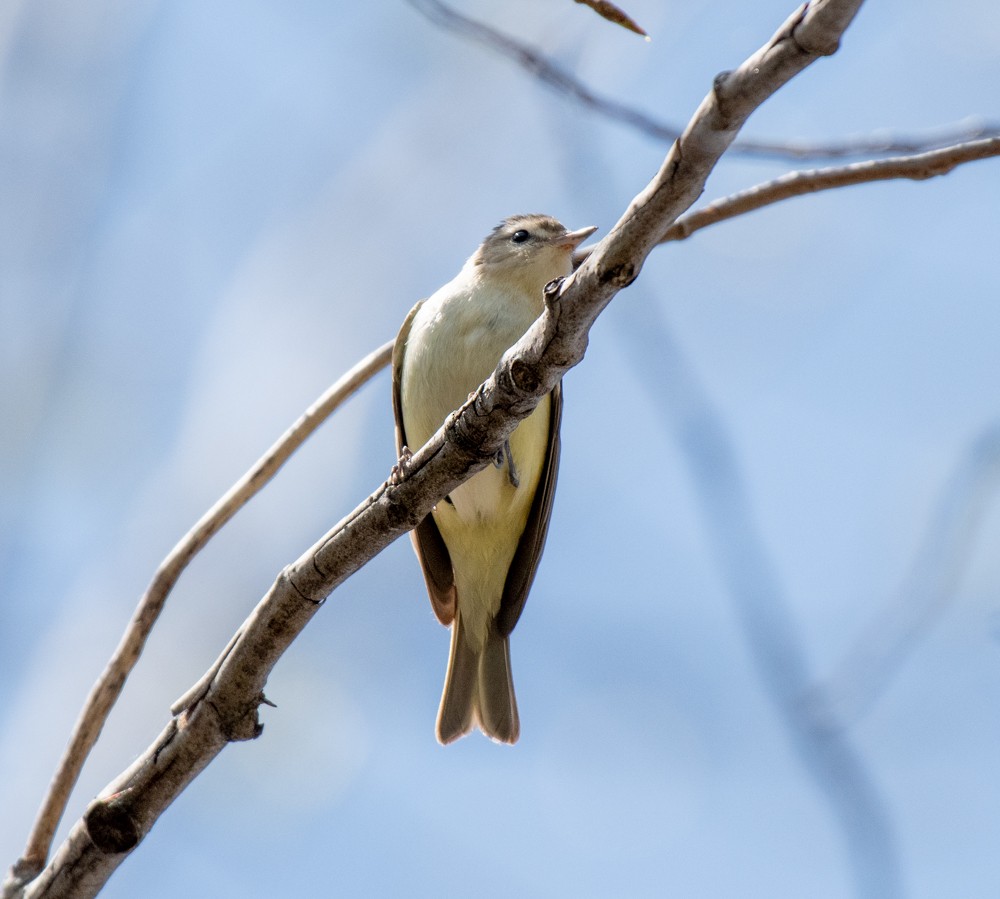 Warbling Vireo (Eastern) - ML568088001