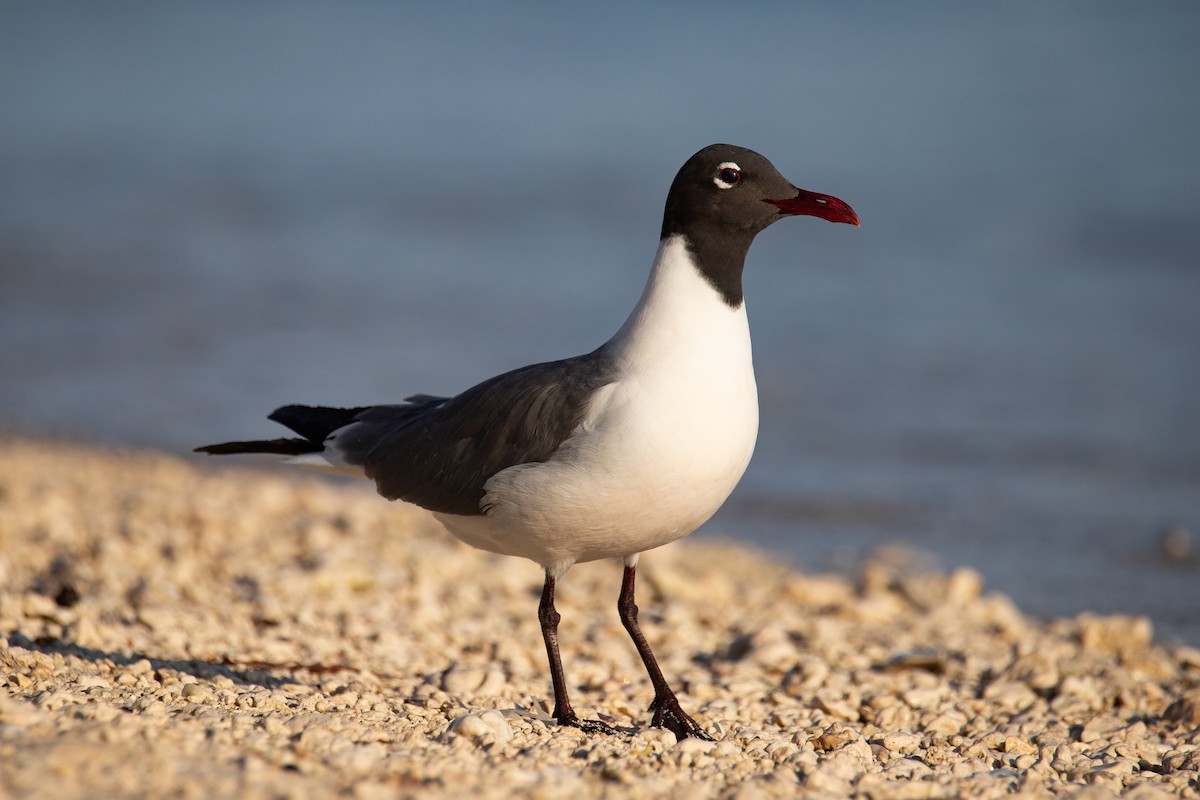 Laughing Gull - ML568088451