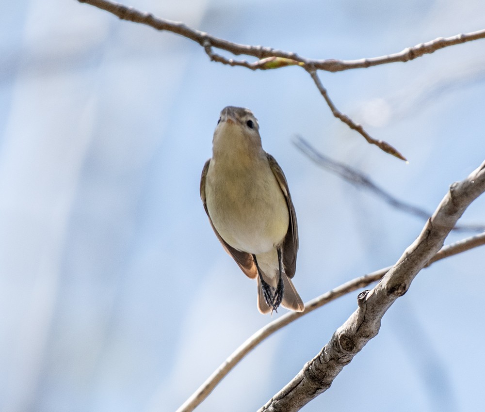 Warbling Vireo (Eastern) - ML568088661