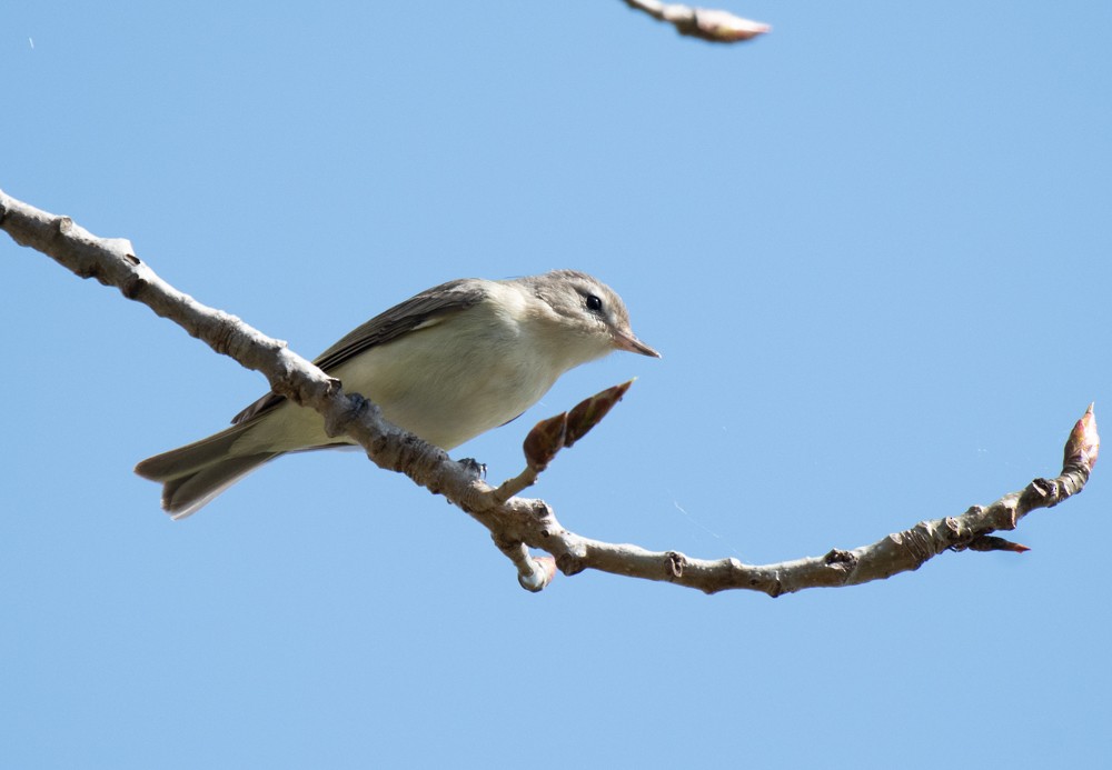 Warbling Vireo (Eastern) - ML568088671