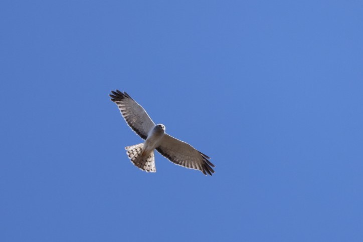 Northern Harrier - ML568088821