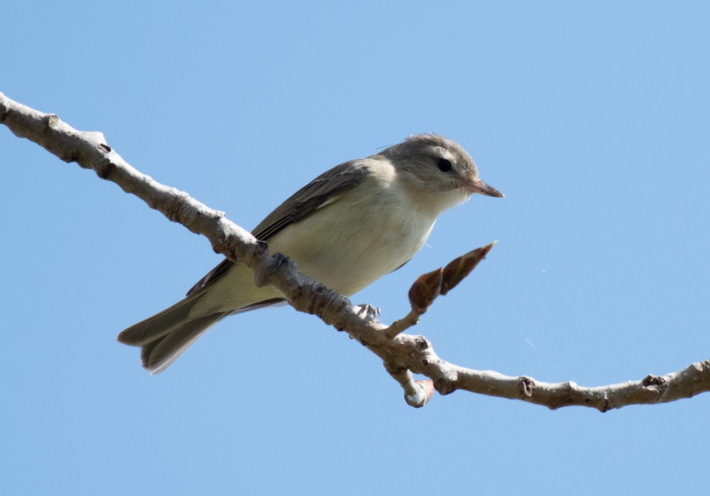Warbling Vireo (Eastern) - ML568088931