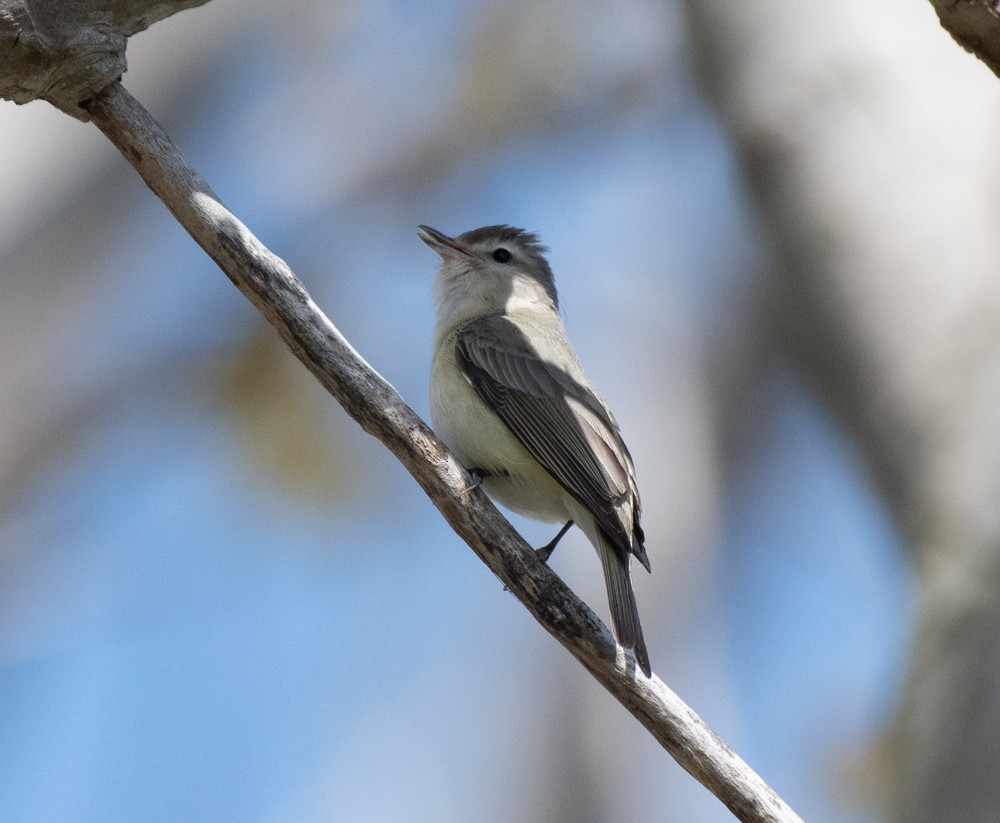 Warbling Vireo (Eastern) - ML568089721