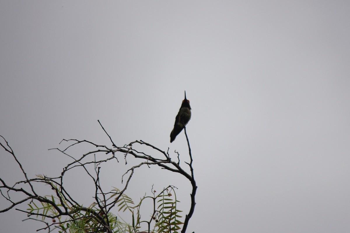 Anna's Hummingbird - Scott Wieman