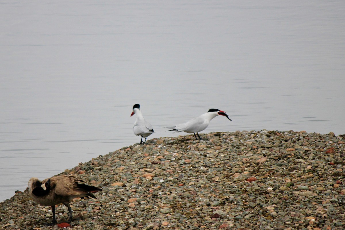 Caspian Tern - ML568090111