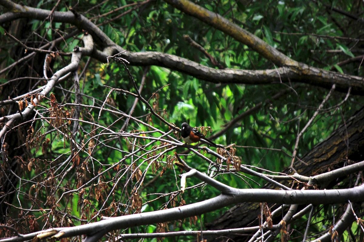 Spotted Towhee - ML568090381