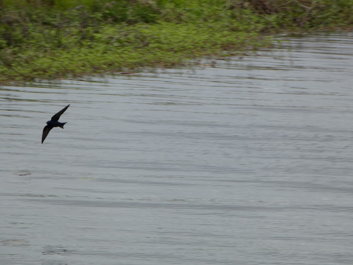 Purple Martin - ML568091231