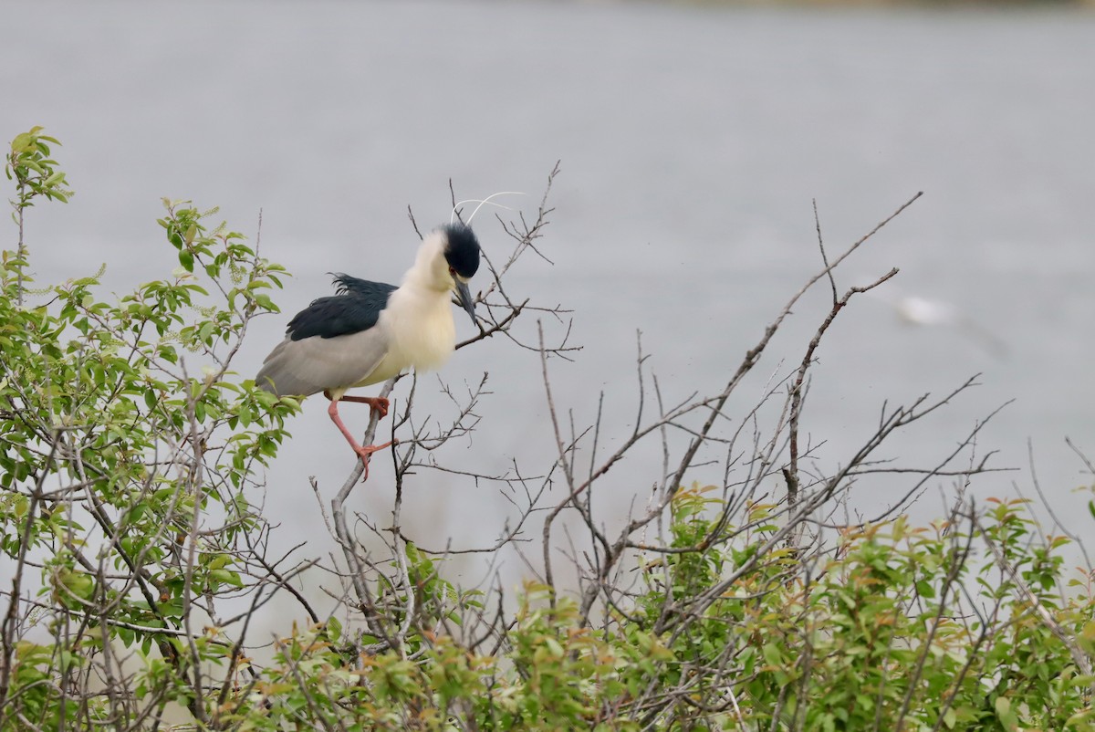 Black-crowned Night Heron - ML568091441