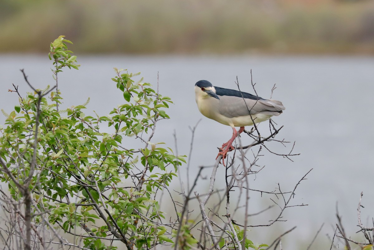 Black-crowned Night Heron - ML568091731