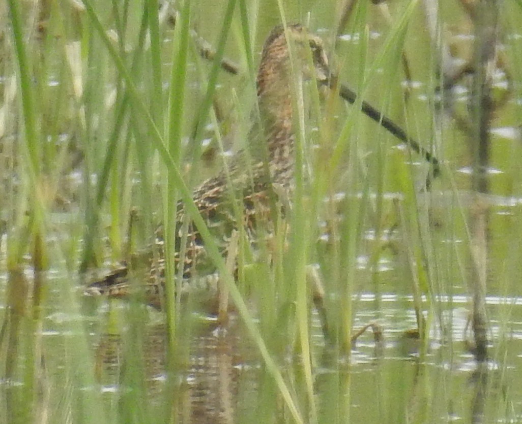 Long-billed Dowitcher - Michael McNamee