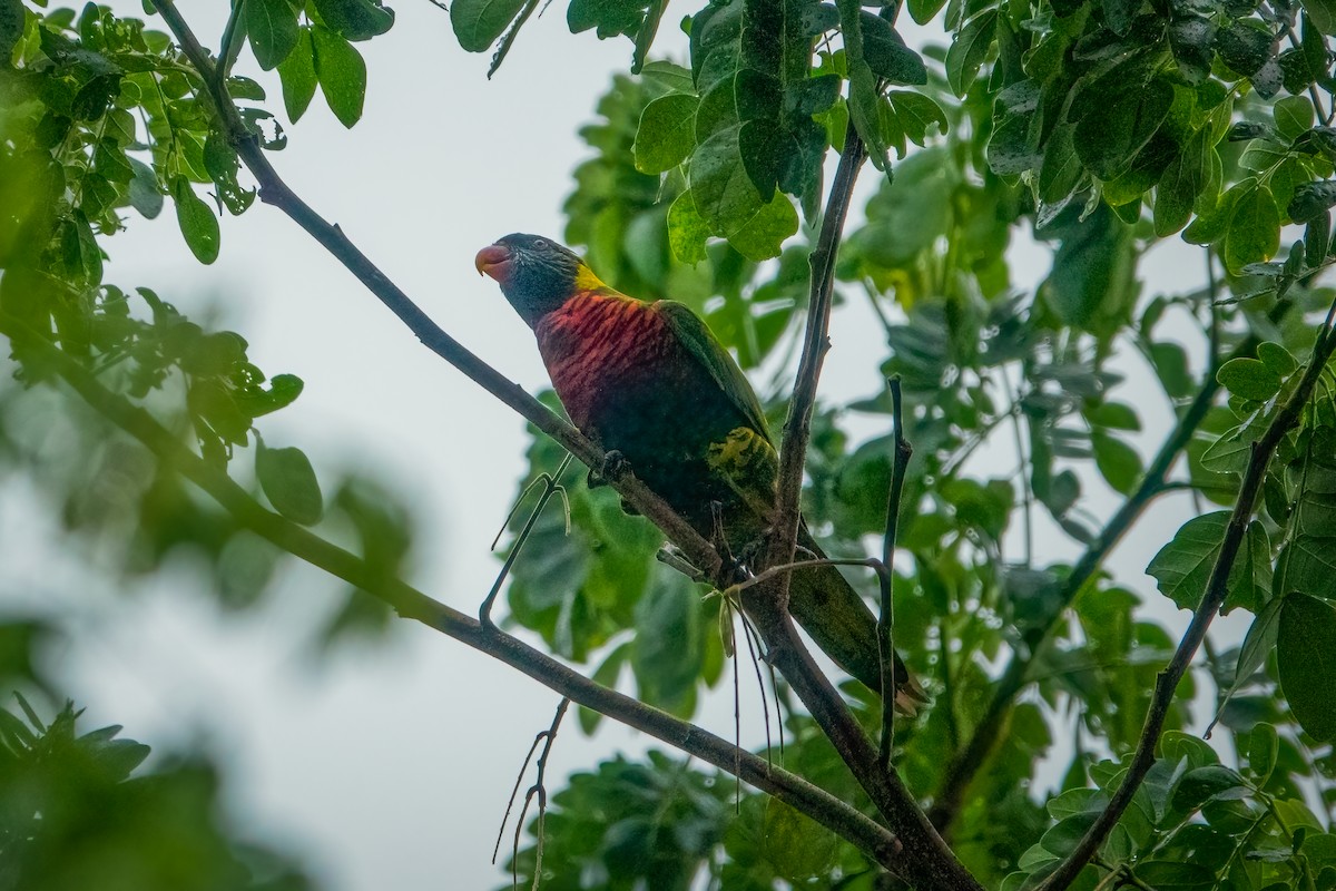 新幾內亞彩虹吸蜜鸚鵡 - ML568091971