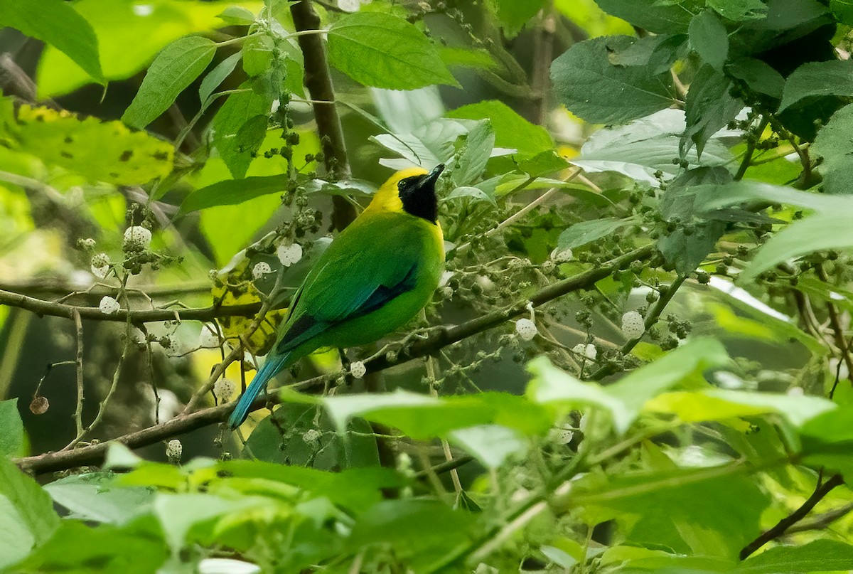 Blue-winged Leafbird - Bao Shen Yap