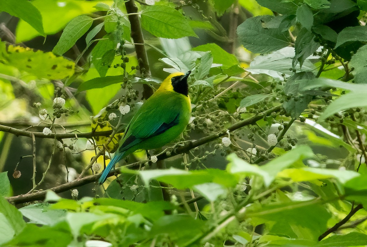 Blue-winged Leafbird - ML568093411