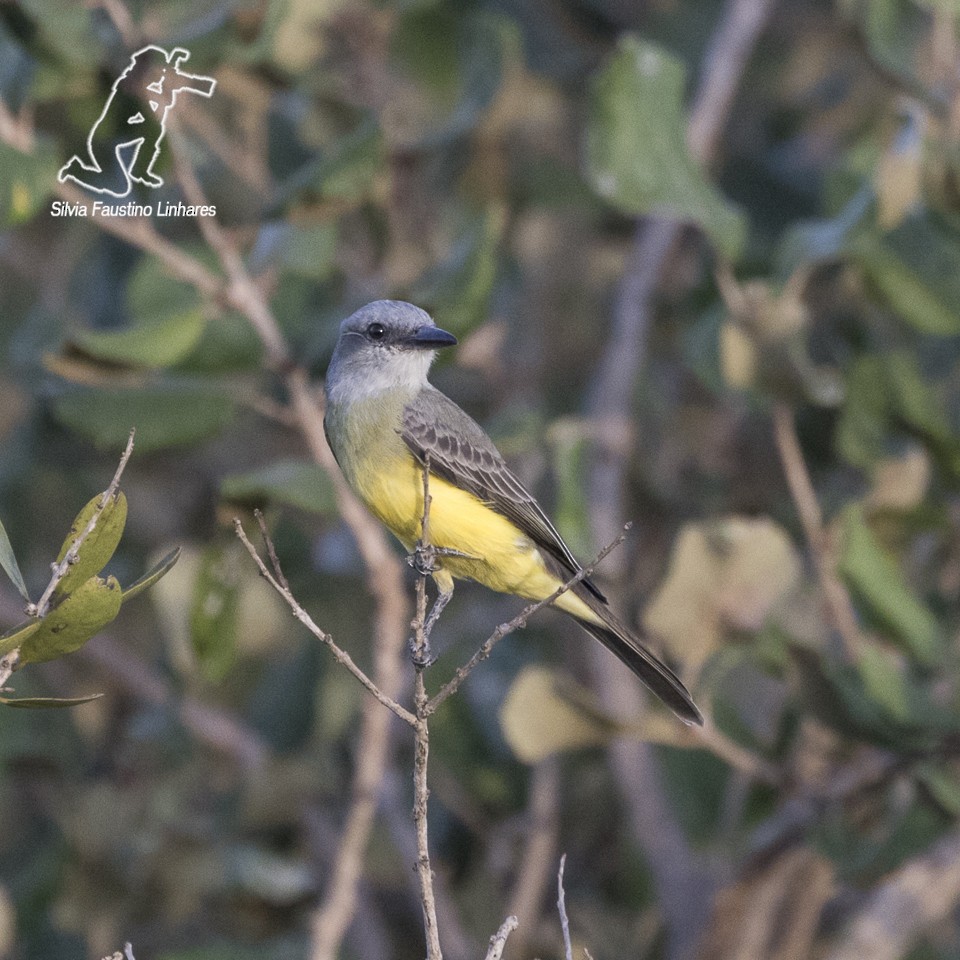 Tropical Kingbird - ML56809371