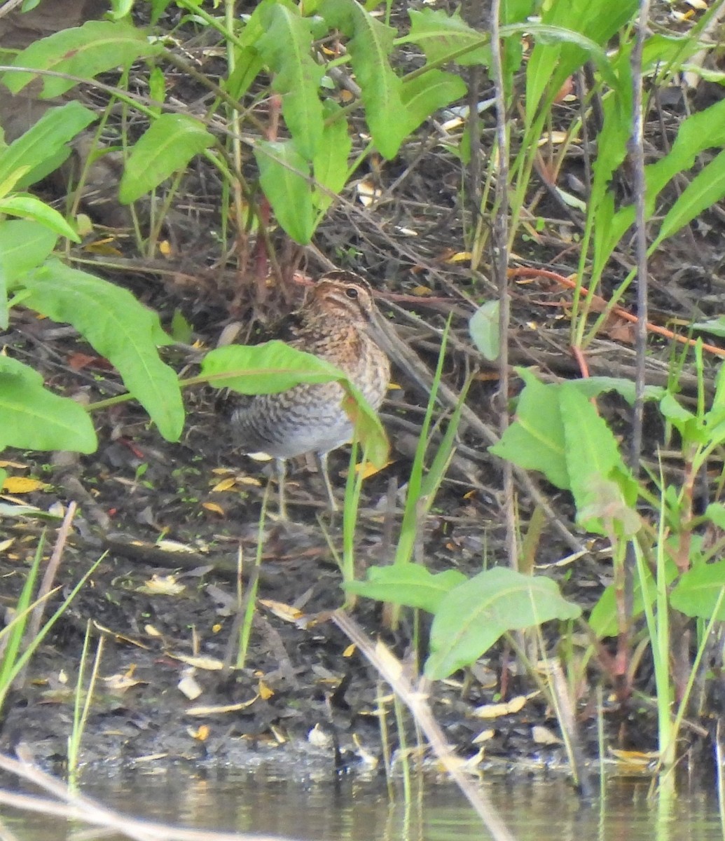 Wilson's Snipe - ML568094261