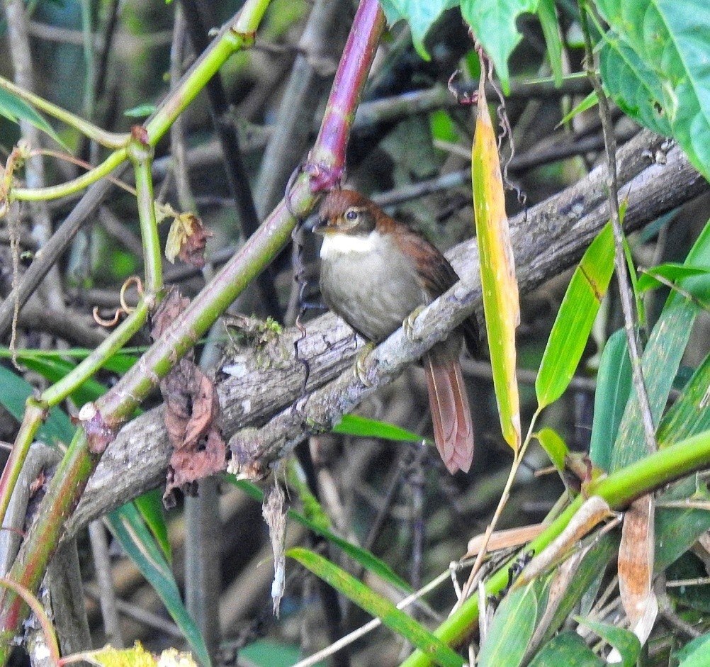 Dusky-cheeked Foliage-gleaner - fabian castillo