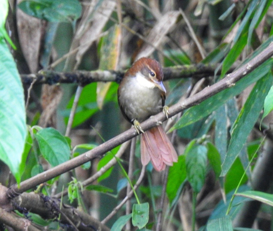 Dusky-cheeked Foliage-gleaner - fabian castillo