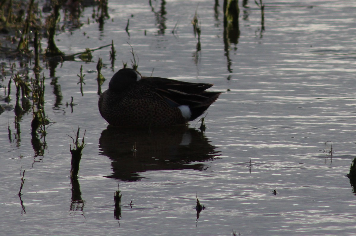 Blue-winged Teal - Jayden Forrest-Caldwell