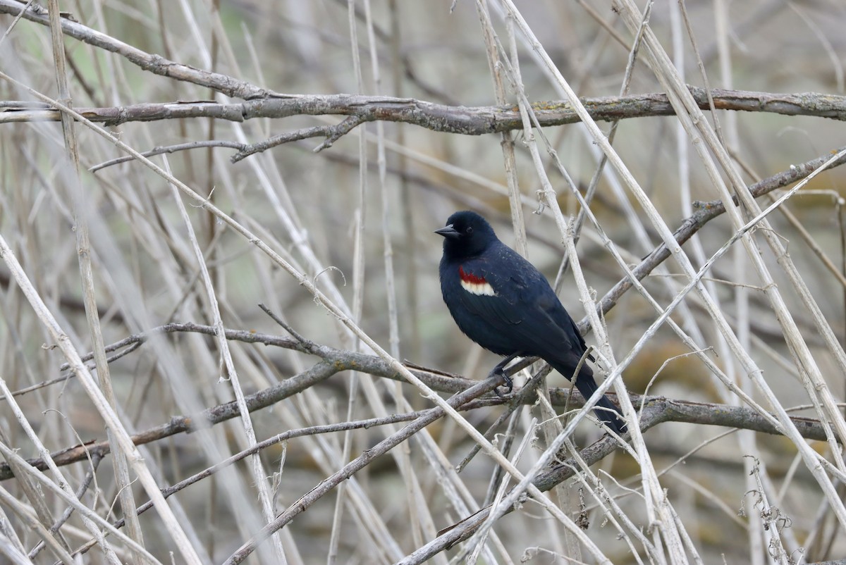 Tricolored Blackbird - ML568095411