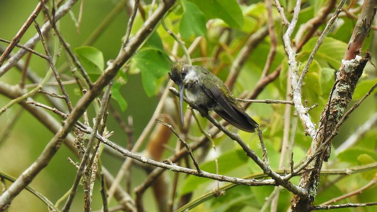 Long-billed Starthroat - ML568095681