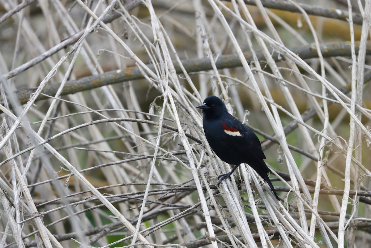 Tricolored Blackbird - ML568095911