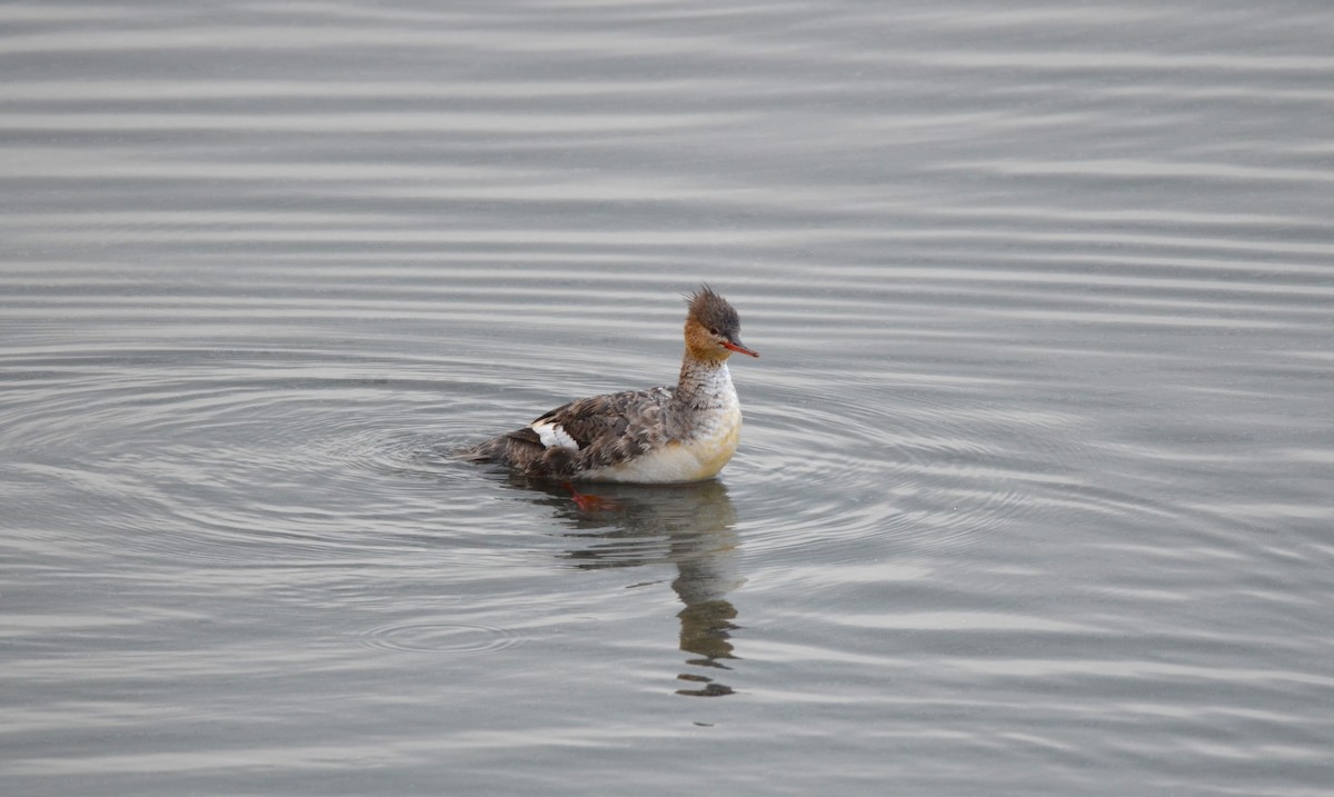 Red-breasted Merganser - ML568096601