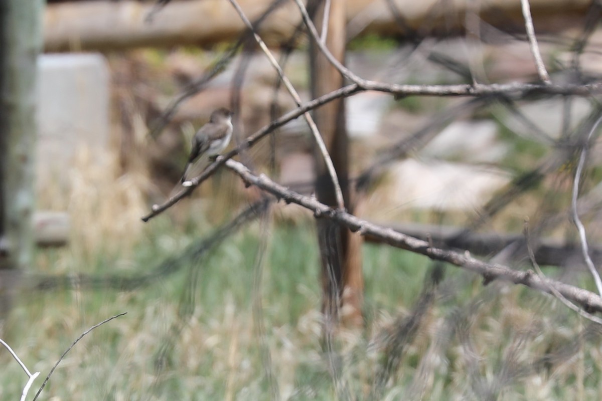 Eastern Phoebe - ML568096751