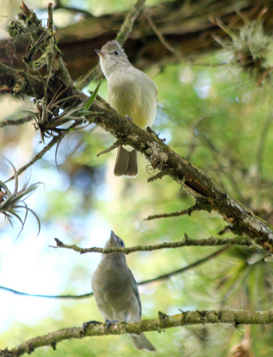 Yellow-bellied Elaenia - ML56809731