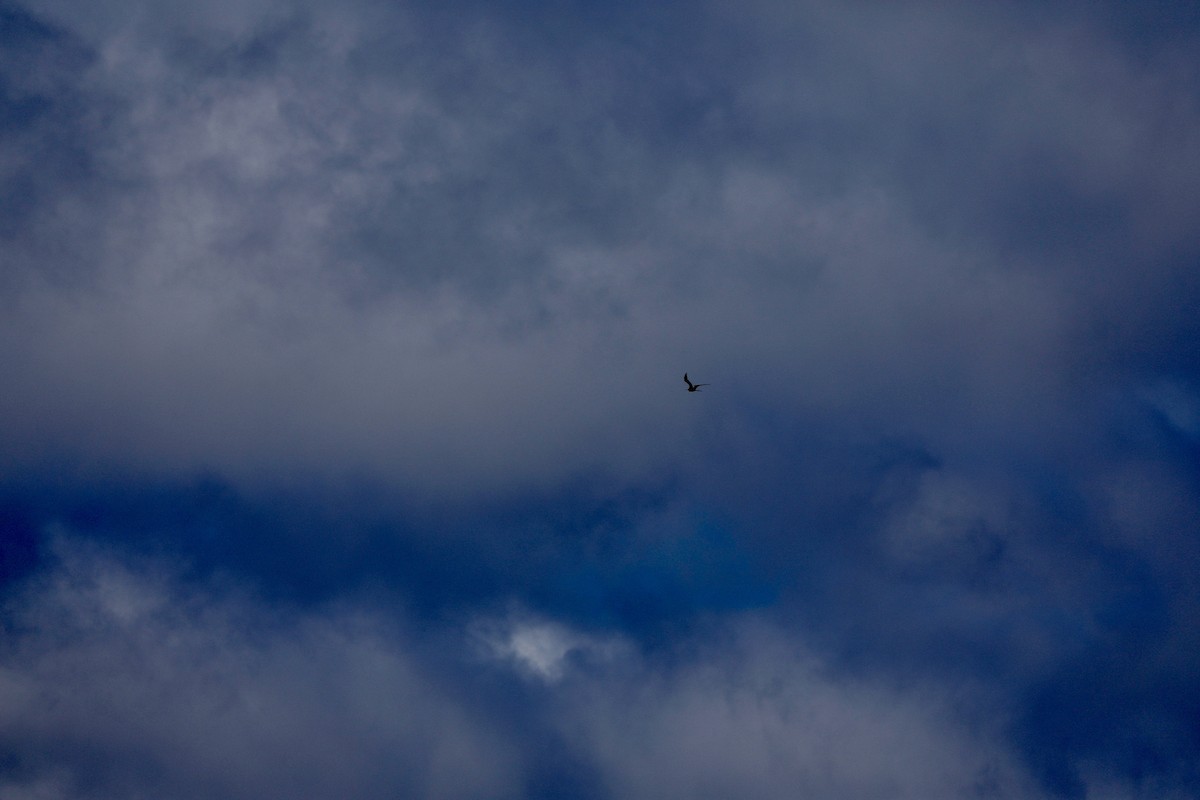 Great Frigatebird - Sherman  Wing