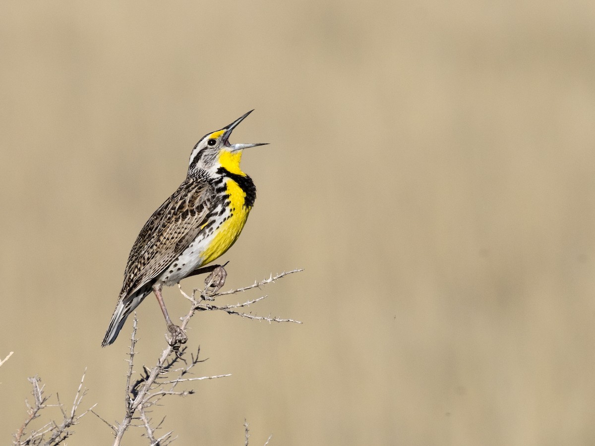 Western Meadowlark - Bob Martinka