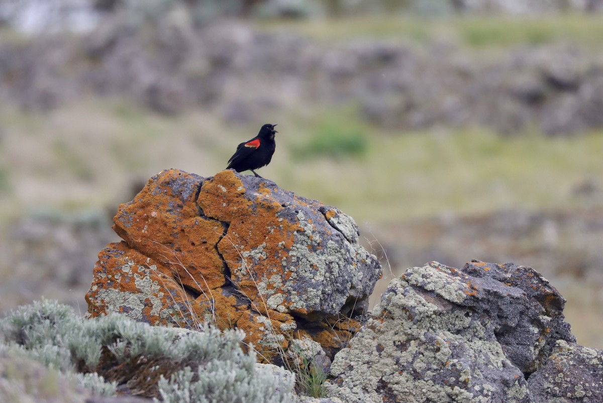 Red-winged Blackbird - ML568098001