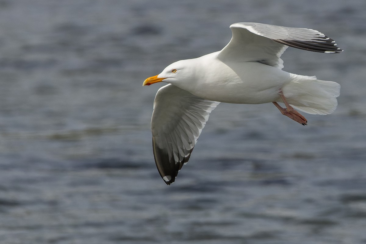 American Herring Gull - Joachim Bertrands | Ornis Birding Expeditions