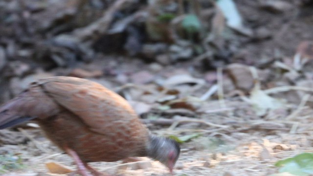 Red Spurfowl - ML568100311