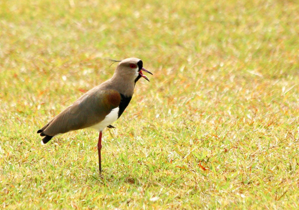 Southern Lapwing - ML56810111