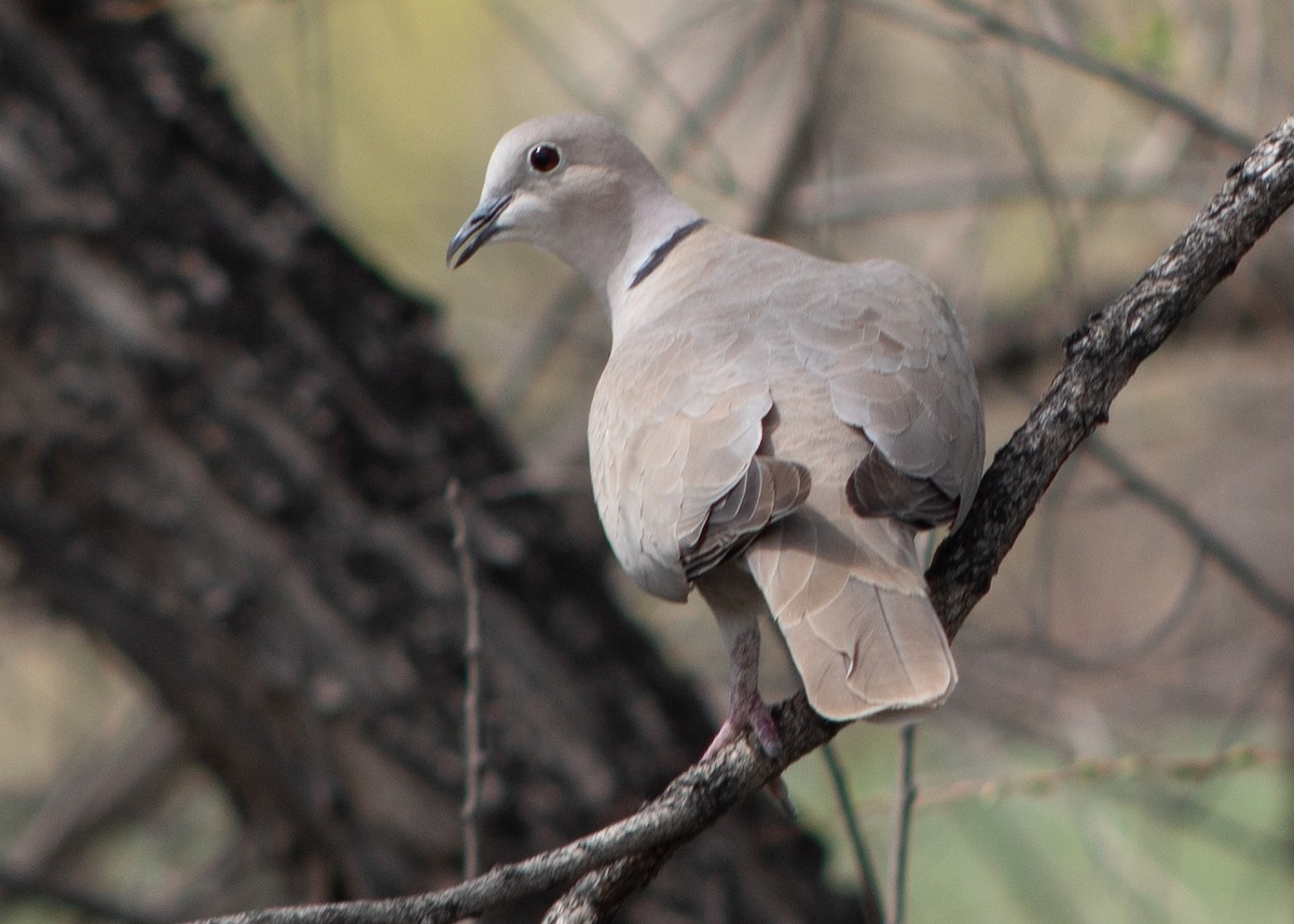Eurasian Collared-Dove - ML568101271