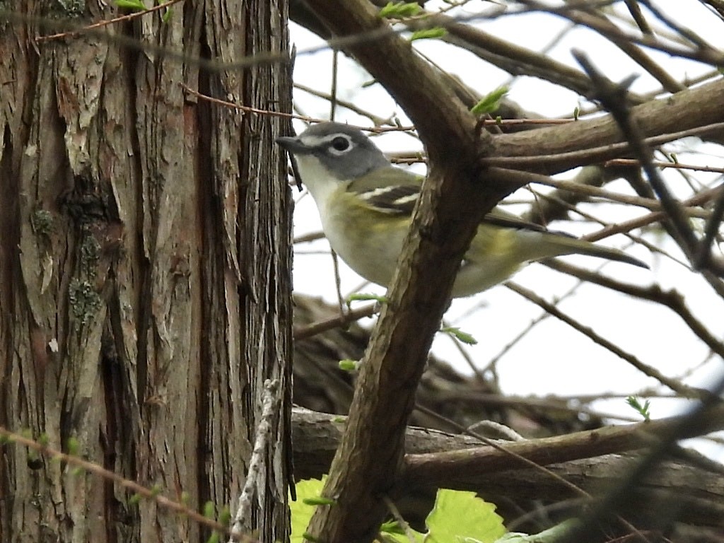 Mavi Başlı Vireo - ML568101411