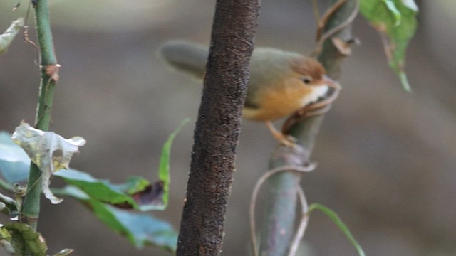 Tawny-bellied Babbler - ML568101951