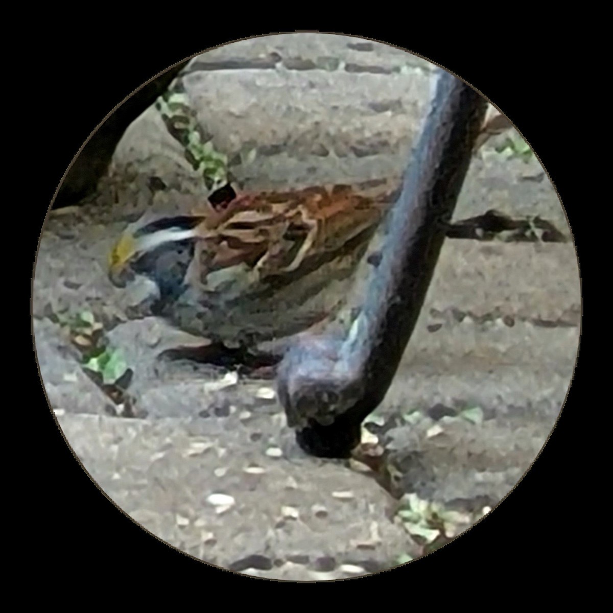 White-throated Sparrow - ML568102101